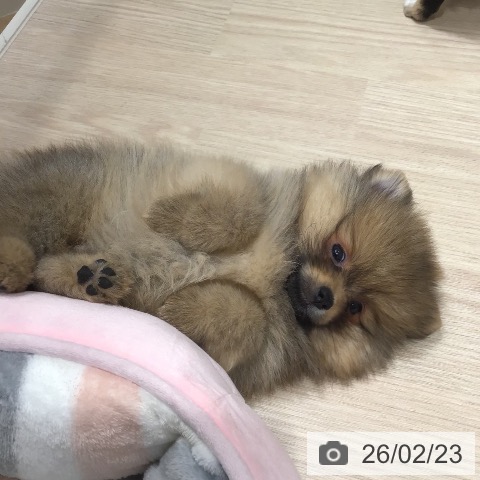 沖縄県のポメラニアン (ペットプラス 沖縄ライカム店/2025年12月16日生まれ/女の子/オレンジ)の子犬の3枚目の画像