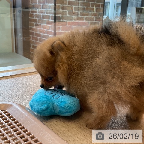 福岡県のポメラニアン (ペットプラス ららぽーと福岡店/2025年12月16日生まれ/女の子/オレンジ)の子犬の4枚目の画像