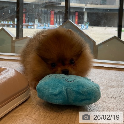 福岡県のポメラニアン (ペットプラス ららぽーと福岡店/2025年12月16日生まれ/女の子/オレンジ)の子犬の3枚目の画像