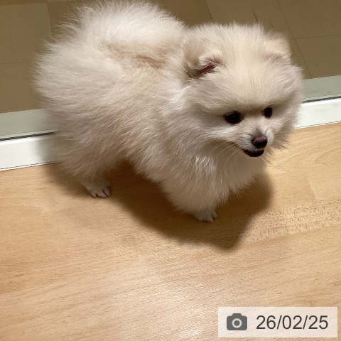 鹿児島県のポメラニアン (ペットプラス 姶良店/2025年12月17日生まれ/男の子/クリーム)の子犬の3枚目の画像