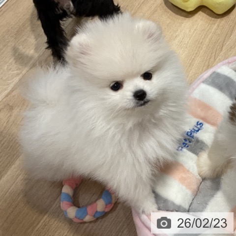 福岡県のポメラニアン (ペットプラス 小倉南店/2025年12月17日生まれ/男の子/ホワイト)の子犬の4枚目の画像