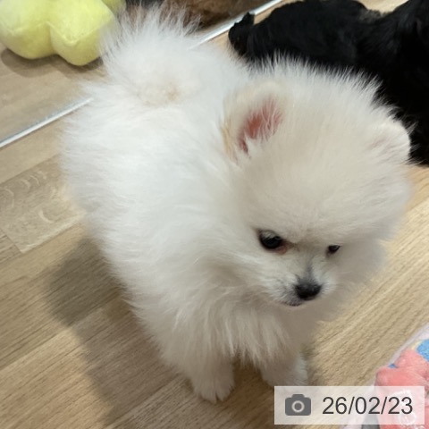 福岡県のポメラニアン (ペットプラス 小倉南店/2025年12月17日生まれ/男の子/ホワイト)の子犬の3枚目の画像