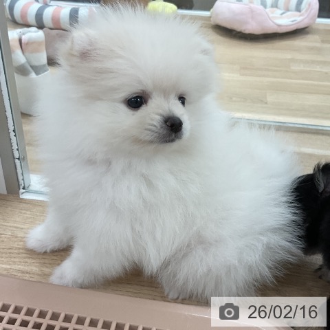 ポメラニアンの写真