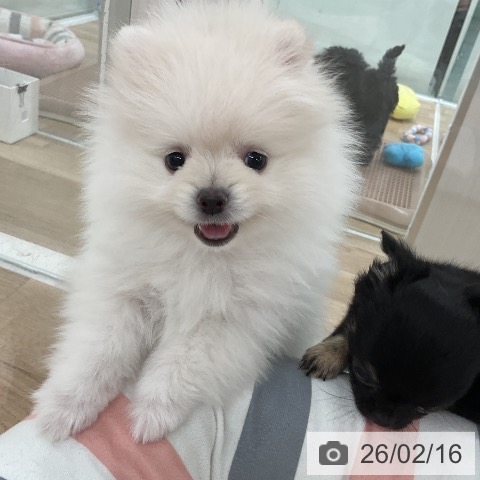 ポメラニアンの写真