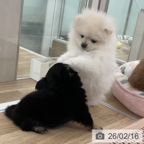 ポメラニアンの写真