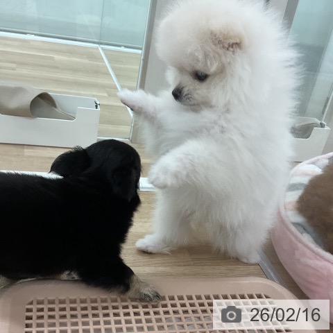 ポメラニアンの写真