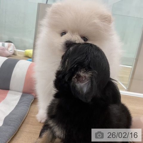 ポメラニアンの写真