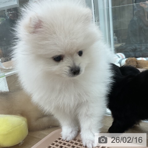 ポメラニアンの写真