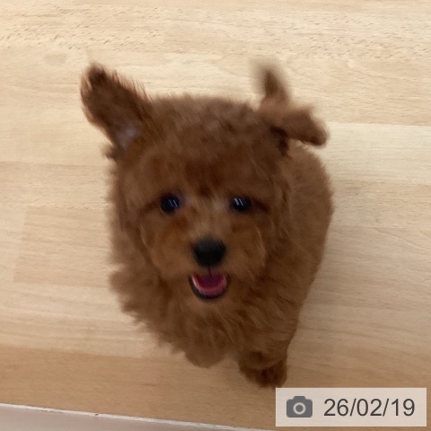 トイ・プードルの写真