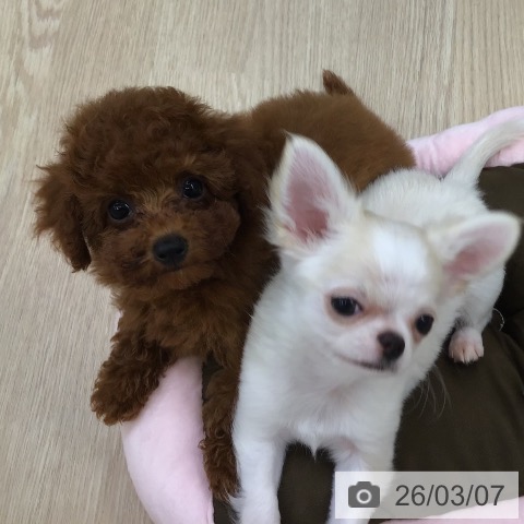 沖縄県のトイプードル(トイ) (ペットプラス 沖縄ライカム店/2025年12月17日生まれ/女の子/レッド)の子犬の4枚目の画像