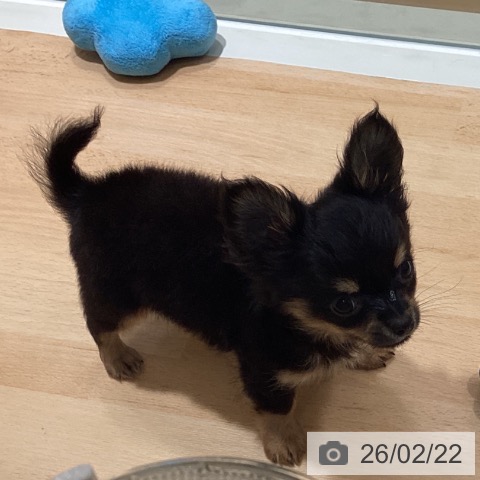 鹿児島県のチワワ(ロング) (ペットプラス 姶良店/2025年12月13日生まれ/男の子/ブラックタンホワイト)の子犬の3枚目の画像