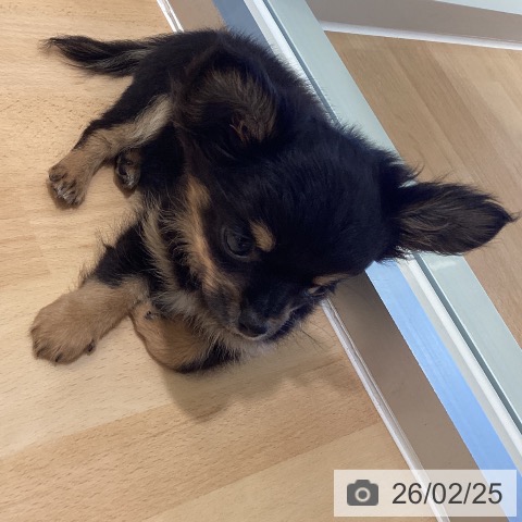 鹿児島県のチワワ(ロング) (ペットプラス 姶良店/2025年12月13日生まれ/男の子/ブラックタンホワイト)の子犬の3枚目の画像