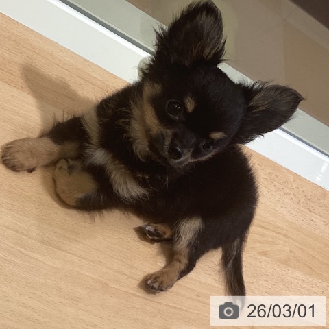 鹿児島県のチワワ(ロング) (ペットプラス 姶良店/2025年12月13日生まれ/男の子/ブラックタンホワイト)の子犬の4枚目の画像