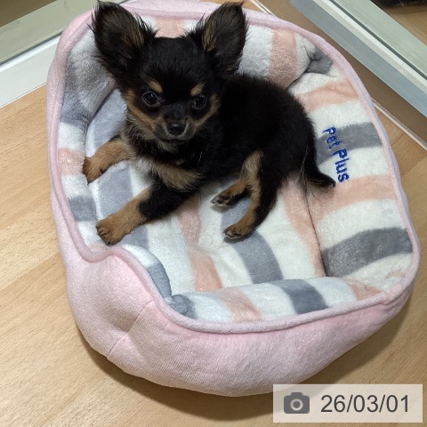 鹿児島県のチワワ(ロング) (ペットプラス 姶良店/2025年12月13日生まれ/男の子/ブラックタンホワイト)の子犬の3枚目の画像