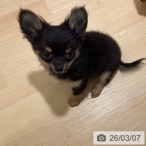 鹿児島県のチワワ(ロング) (ペットプラス 姶良店/2025年12月13日生まれ/男の子/ブラックタンホワイト)の子犬の4枚目の画像