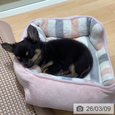 鹿児島県のチワワ(ロング) (ペットプラス 姶良店/2025年12月13日生まれ/男の子/ブラックタンホワイト)の子犬の3枚目の画像