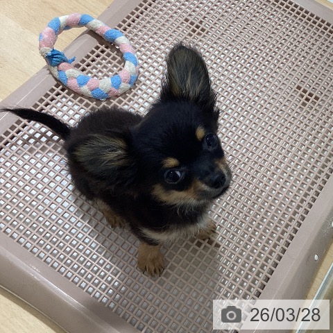 鹿児島県のチワワ(ロング) (ペットプラス 姶良店/2025年12月13日生まれ/男の子/ブラックタンホワイト)の子犬の4枚目の画像