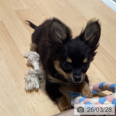 鹿児島県のチワワ(ロング) (ペットプラス 姶良店/2025年12月13日生まれ/男の子/ブラックタンホワイト)の子犬の3枚目の画像