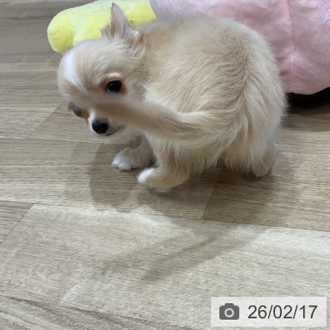 福岡県のチワワ(ロング) (ペットプラス 香椎浜店/2025年12月13日生まれ/女の子/クリームホワイト)の子犬の4枚目の画像