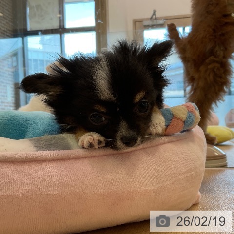 福岡県のチワワ(ロング) (ペットプラス ららぽーと福岡店/2025年12月13日生まれ/男の子/ブラックタンホワイト)の子犬の4枚目の画像
