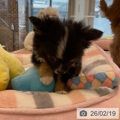 福岡県のチワワ(ロング) (ペットプラス ららぽーと福岡店/2025年12月13日生まれ/男の子/ブラックタンホワイト)の子犬の3枚目の画像