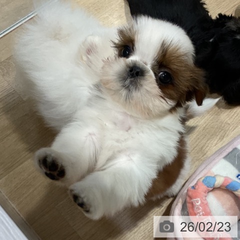 福岡県のシーズー (ペットプラス 小倉南店/2025年12月17日生まれ/男の子/ゴールドホワイト)の子犬の4枚目の画像