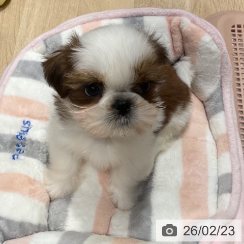 福岡県のシーズー (ペットプラス 小倉南店/2025年12月17日生まれ/男の子/ゴールドホワイト)の子犬の3枚目の画像