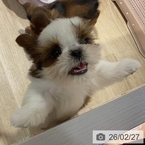 福岡県のシーズー (ペットプラス 小倉南店/2025年12月17日生まれ/男の子/ゴールドホワイト)の子犬の3枚目の画像