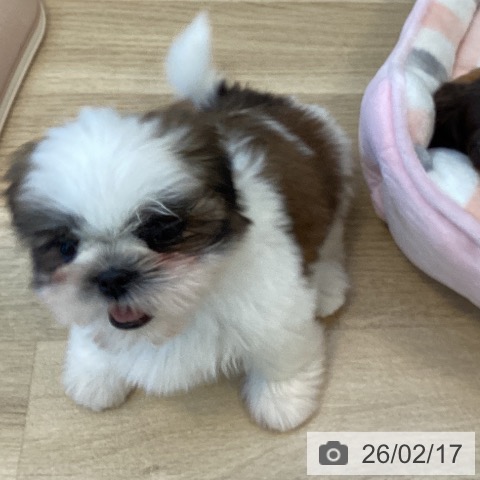 シー・ズーの写真