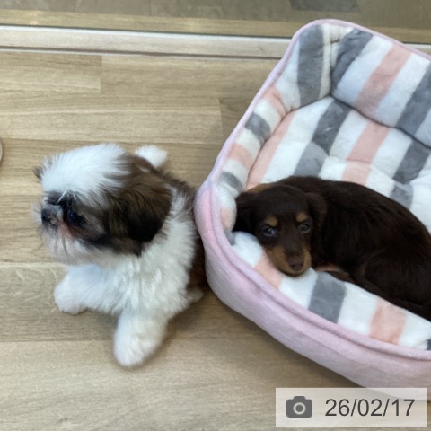 シー・ズーの写真