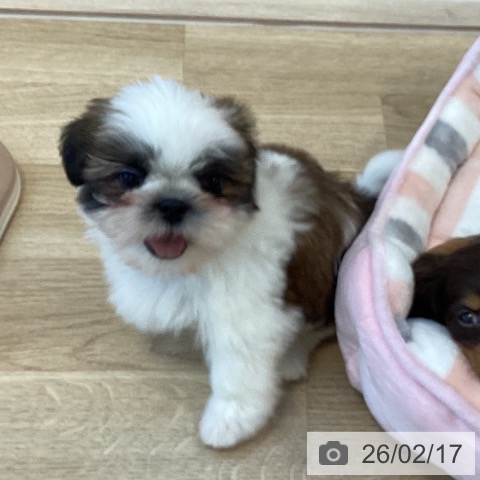 シー・ズーの写真