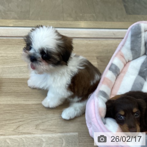 シー・ズーの写真