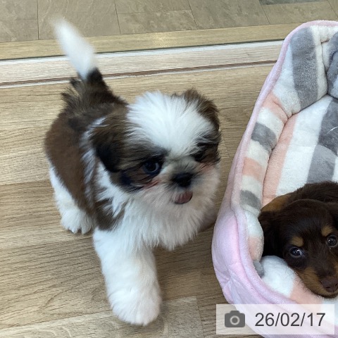 シー・ズーの写真