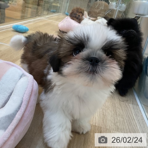 福岡県のシーズー (ペットプラス ららぽーと福岡店/2025年12月17日生まれ/男の子/ゴールドホワイト)の子犬の3枚目の画像