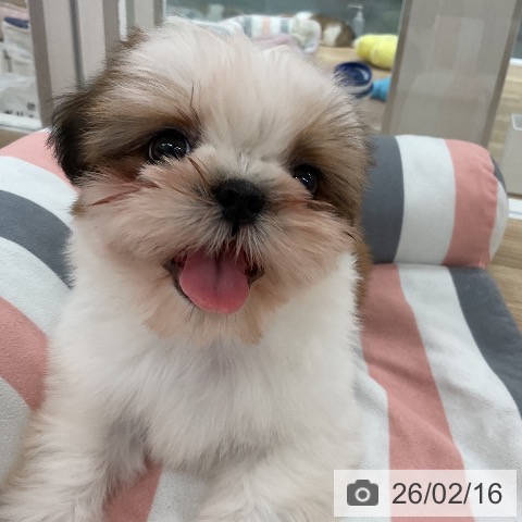 シー・ズーの写真