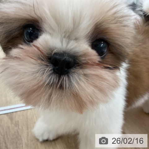 シー・ズーの写真