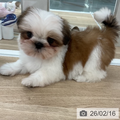 シー・ズーの写真