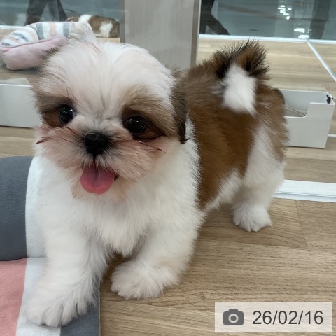 シー・ズーの写真