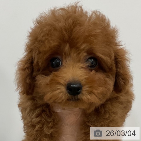 福岡県のトイプードル(トイ) (ペットプラス 香椎浜店/2025年12月10日生まれ/女の子/レッド)の子犬の4枚目の画像