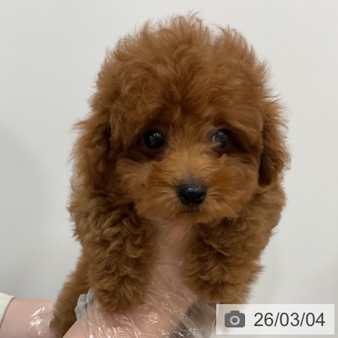 福岡県のトイプードル(トイ) (ペットプラス 香椎浜店/2025年12月10日生まれ/女の子/レッド)の子犬の3枚目の画像