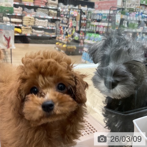 福岡県のトイプードル(トイ) (ペットプラス 福岡伊都店/2025年12月10日生まれ/女の子/レッド)の子犬の4枚目の画像