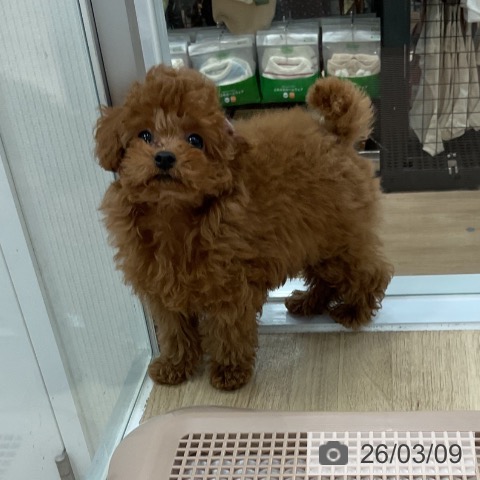 福岡県のトイプードル(トイ) (ペットプラス 福岡伊都店/2025年12月10日生まれ/女の子/レッド)の子犬の3枚目の画像