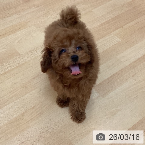 福岡県のトイプードル(トイ) (ペットプラス 小倉南店/2025年12月10日生まれ/女の子/レッド)の子犬の3枚目の画像