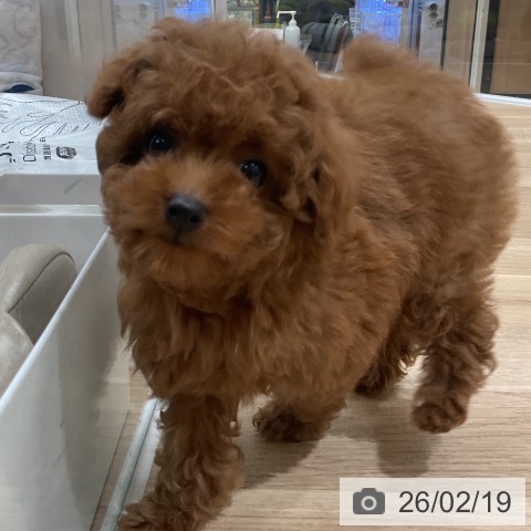 トイ・プードルの写真