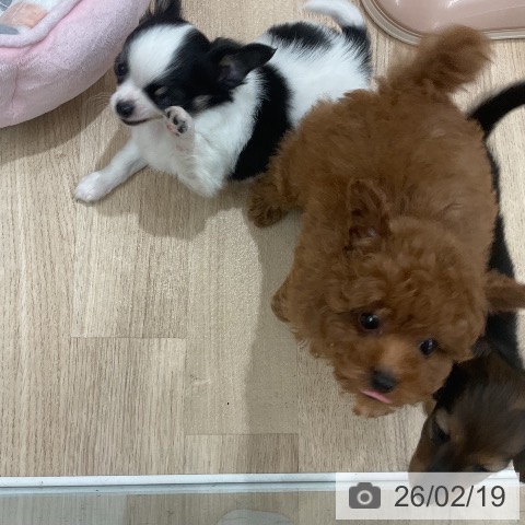 トイ・プードルの写真