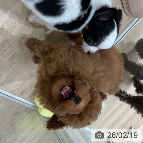 トイ・プードルの写真