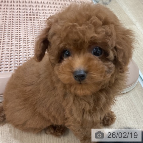 トイ・プードルの写真