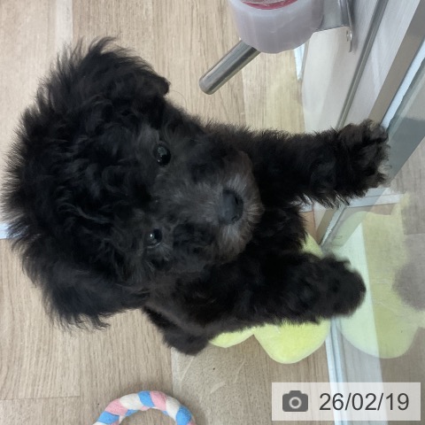 トイ・プードルの写真