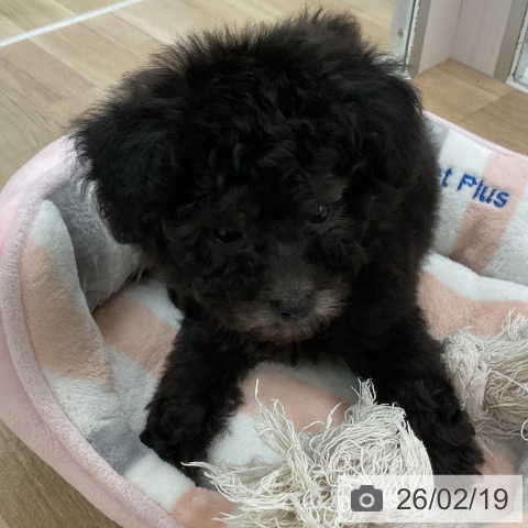 トイ・プードルの写真