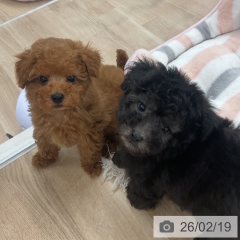 トイ・プードルの写真